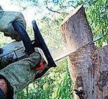 Best Tree Removal  in Mascot, TN