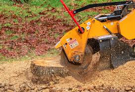 Best Lawn Renovation and Restoration  in Mascot, TN