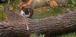 Best Tree Disease Treatment  in Mascot, TN