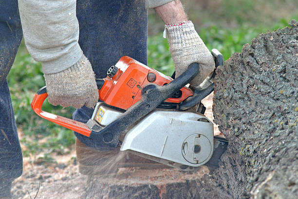 How Our Tree Care Process Works  in  Mascot, TN