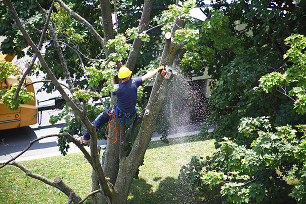 Professional Tree Care in Mascot, TN