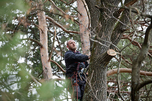 Best Commercial Tree Services  in Mascot, TN