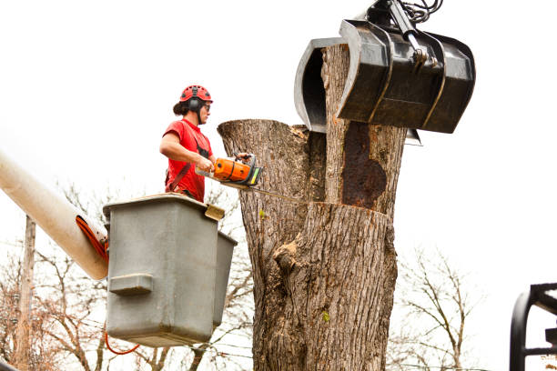 Best Root Management and Removal  in Mascot, TN
