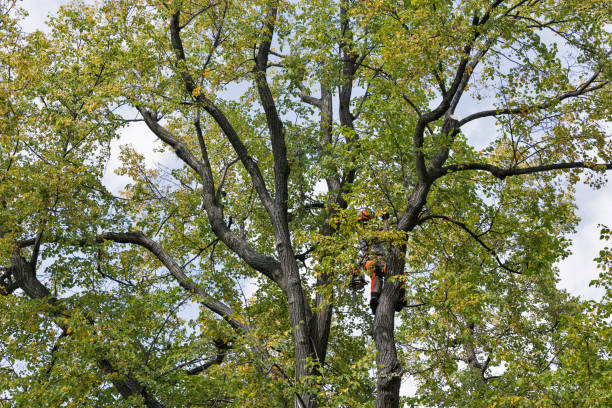Best Tree Risk Assessment  in Mascot, TN